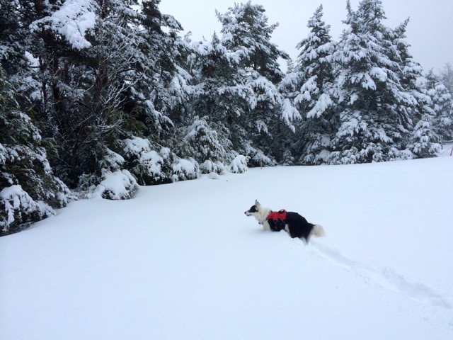 Once you get into deep powder snow, traction devices pretty much become redundant.