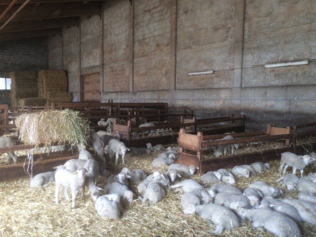 A couple of KMs before the end, the race routed into and through a barn which was full of lambs